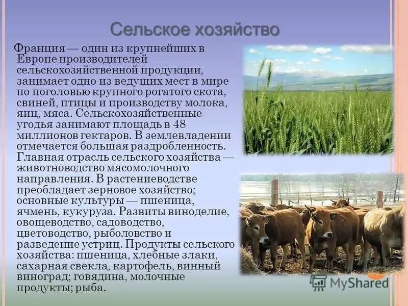 Продукция сельского хозяйства франции. Продукция сельского хозяйства франции