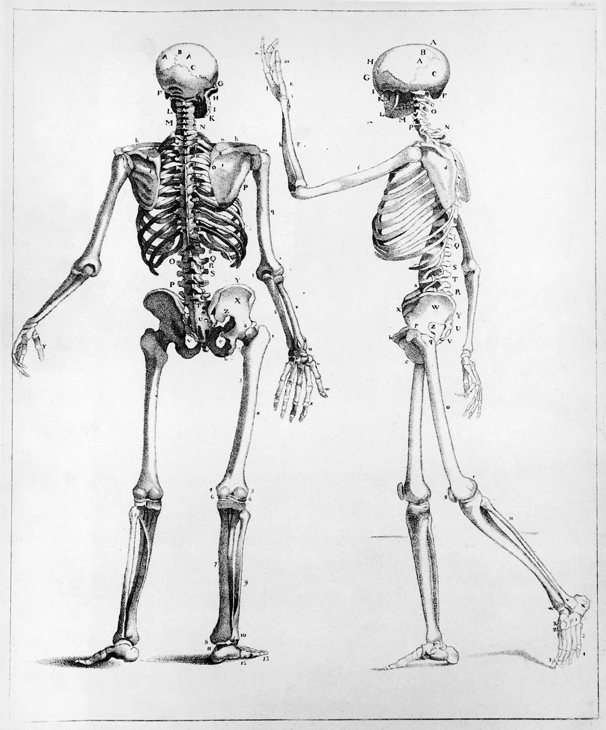 Скелет человека референс. Скелет девушки анатомия для рисования. Скелет человека живопись. Скелет анатомия, с цветами.