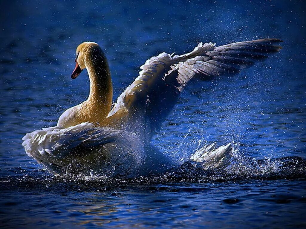 Лебединая песня. Лебедь взлетает. Лебеди брызги. Одинокие лебеди.. Птицы взлетают с воды.