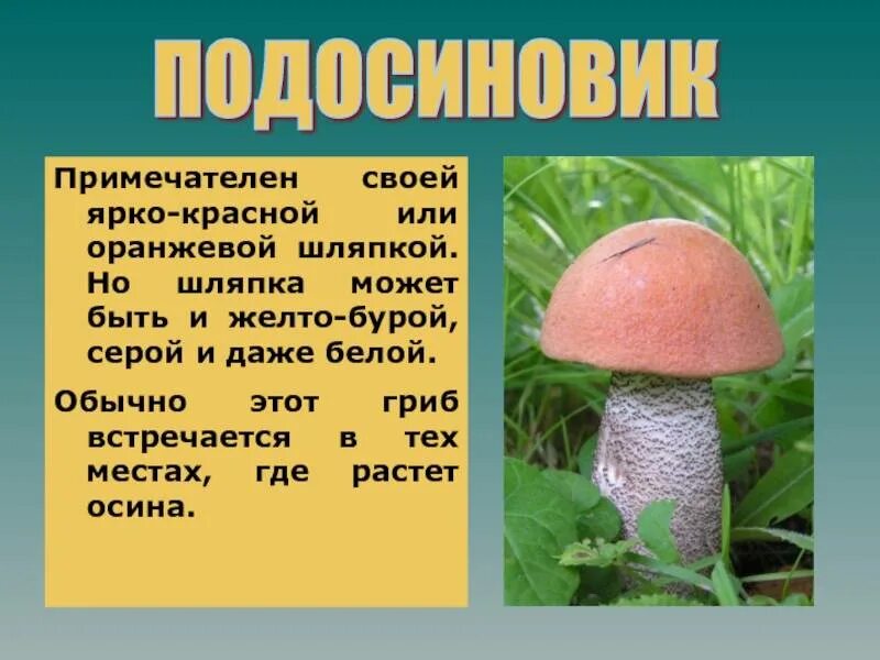 Подосиновик краткое описание. Подосиновик гриб кратко. Познавательный рассказ про подосиновик 2. Подосиновик под осиной. Краткое сообщение об подосиновике.