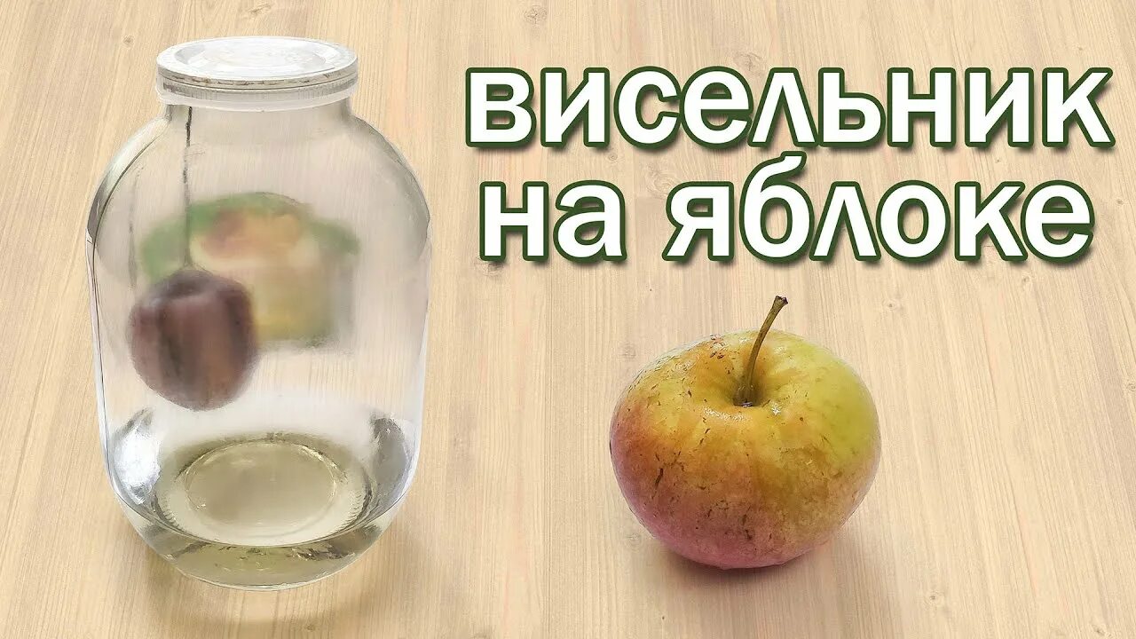 Висельник настойка на лимоне. Висельник на самогоне с яблоками. настойка лимонный висельник. настойка висельник яблоко. висельник на самогоне с лимоном.