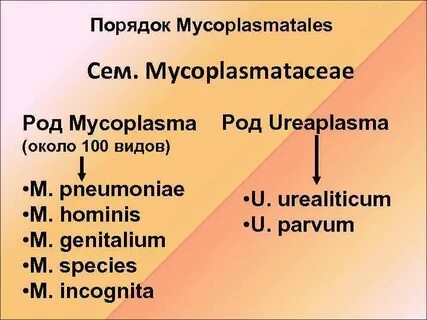 Таксономия микоплазм