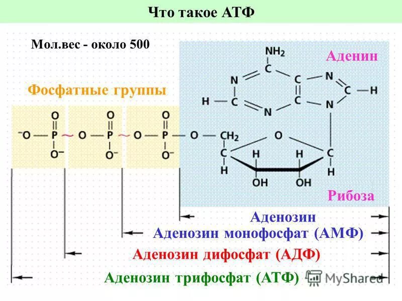 Фосфатная группа АТФ. АТФ полимер. Строение АТФ. Структура АТФ.