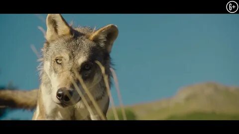 200 волк трейлер на русском