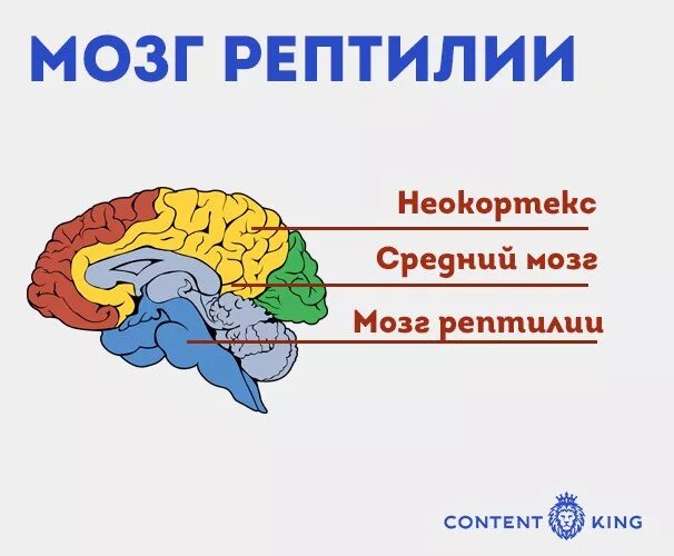 Мозг у рептилий функции. Мозг рептилии. Рептильный отдел мозга. Мозг пресмыкающихся. Головной мозг рептилий.