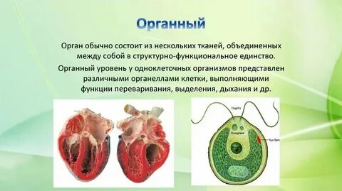 Органы тканевый уровень