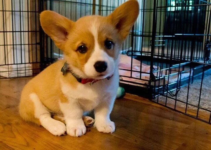 Маленькие породы собак для квартиры фото Small Dogs That Dont Grow Cheap Sale