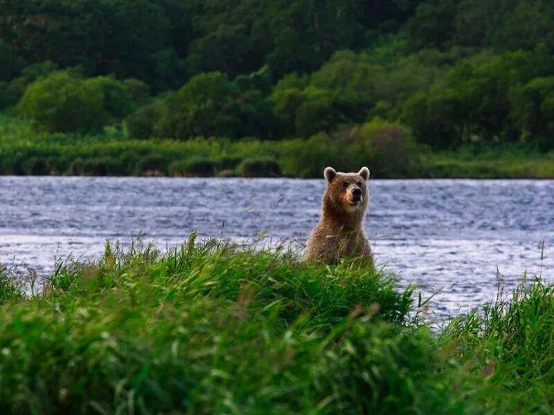 Какую среду освоил медведь. Двухюрточное озеро Камчатка. Медведи на Двухюрточное озеро. Двухюрточное. Озеро Двухюрточное Камчатка база фото.