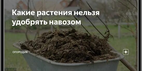 Курнула вроде не навоз песня как называется. Какие растения нельзя подкармливать перегноем. растения любят навоз. какие растения нельзя удобрять навозом. овощи в навозе.