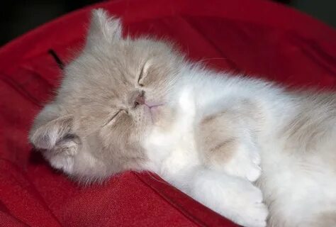 Спящий котенок