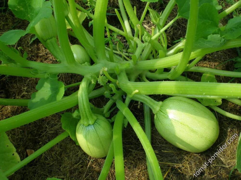 Тыквы кустовые лучшие сорта