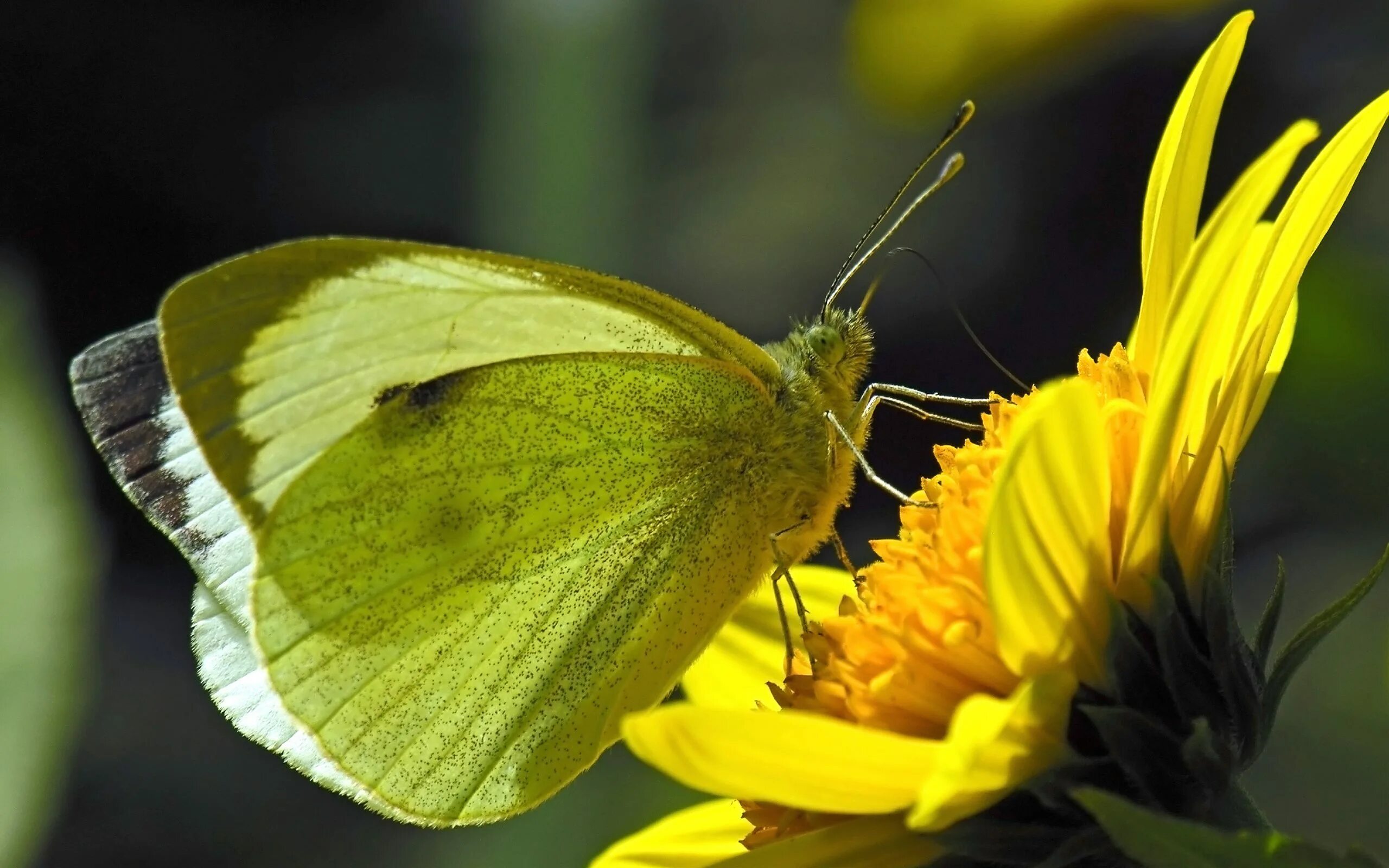 Оливковая ЭКОФОРА бабочка. Жёлтая бабочка. Желто зеленая бабочка. Бабочка белая с желтым. Лимонница желтая бабочка сидит