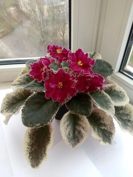 ЛЕ-Полина Виардо, цветение моего стартера African violets, Saintpaulia, Indoor g