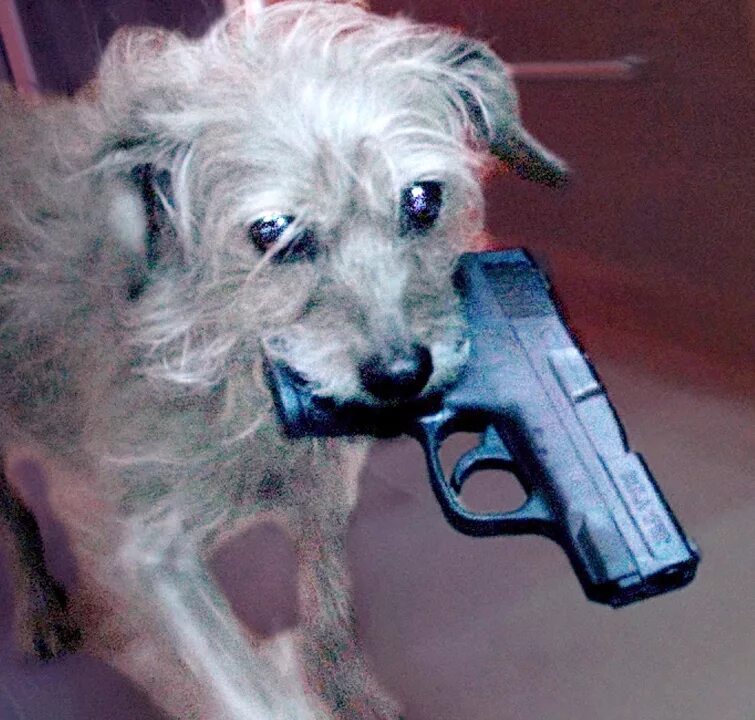 Собака УБИВАКА