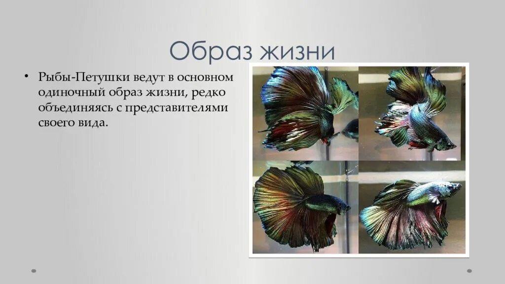 Год петуха характеристика. Гороскоп женщины года петуха. Cockerel fish. Мужчина петух и женщина рыбы. Виртуальный гороскоп таблица.