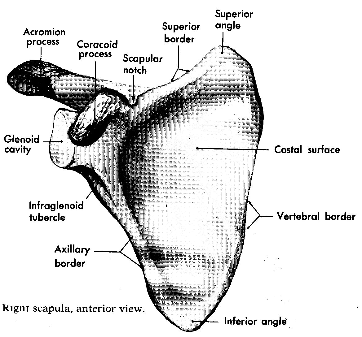 Лопатка анатомия Синельников. Лопатка строение анатомия. Лопатка scapula. Скапула анатомия.