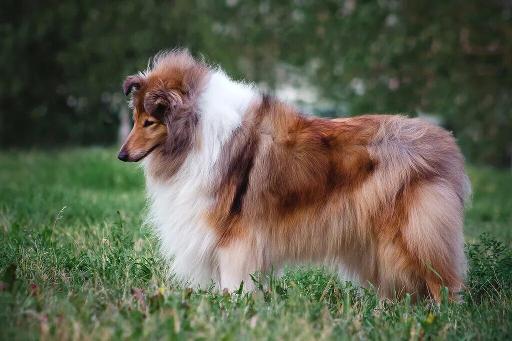 колли шелти. колли и шелти размеры. шелти гладкошерстная. шелти и колли разница. колли leosco.