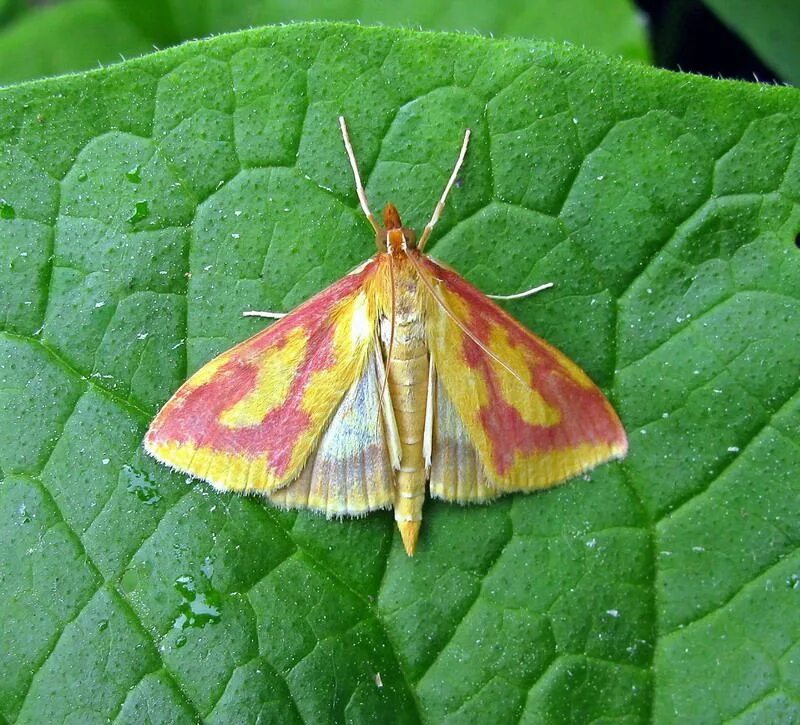 Бабочка огневка Крапивная. Муха огневка. Ostrinia palustralis. Огневка пестрая Крапивная бабочка. Огневка купить в москве