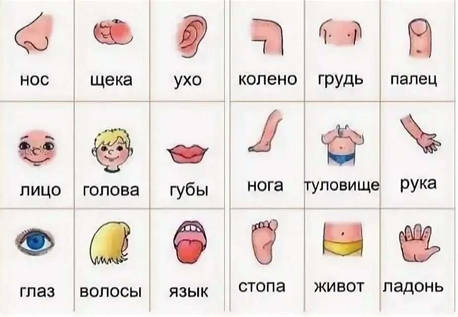 Развивающие игры для детей. Карточки части тела. Игра назови человека. Игра собери части тела на липучках для детей. Карточки с изображением частей тела.