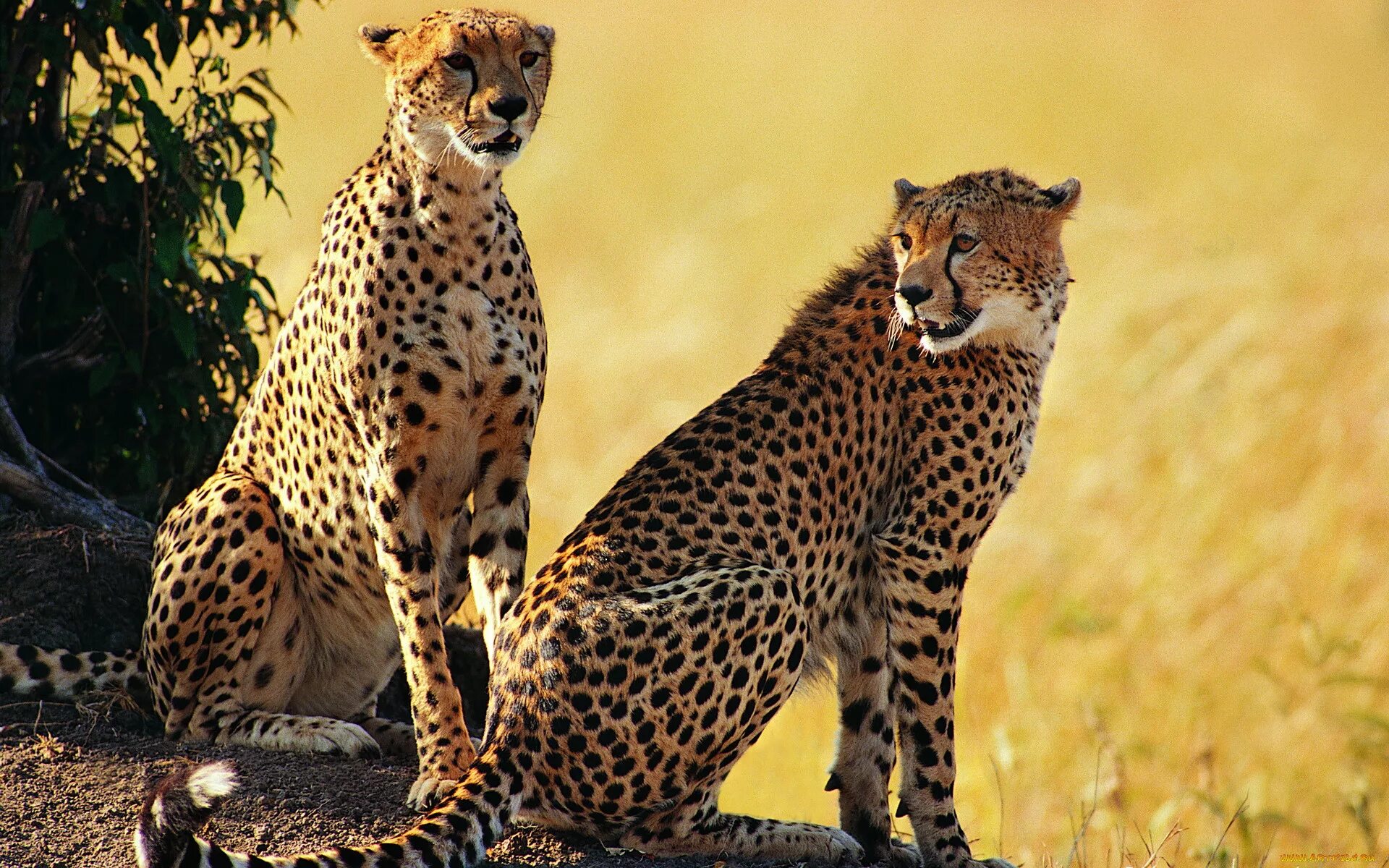 Гепард леопард гепард. Африканский гепард. Семейство кошачьих гепард. Южноафриканский гепард. Дикие животные гепарды
