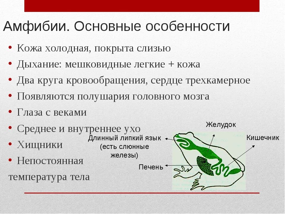 Выберите три признака характерных для животных