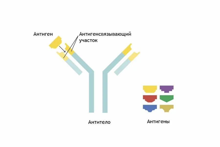 Антиген к что это такое. Комплекс антиген антитело схема. комплекс антиген антитело рисунок. строение иммуноглобулина. антиген и антитело ключ замок.