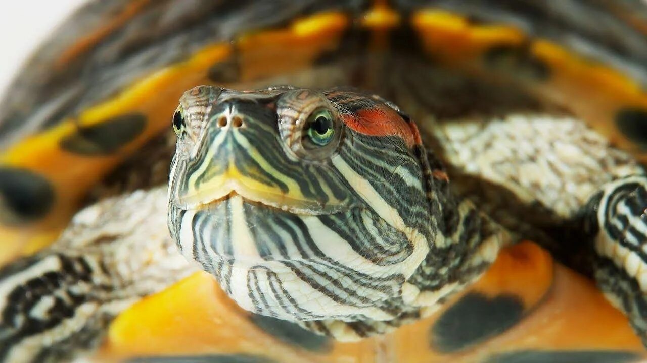Красноухая черепаха хищная. Красноухая черепаха. Черепаха красноухая черепаха. Красноухая Пресноводная черепаха. Красноухая желтобрюхая черепаха.