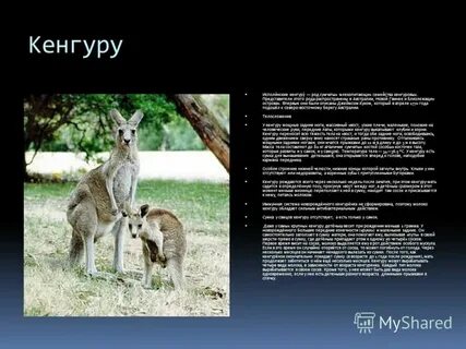 Слово кенгуру мужского рода