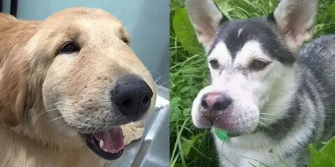 Что если собаку укусила оса