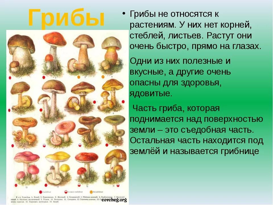 Какие грибы относятся к группе пластинчатых съедобные. Название всех грибов. Царство грибов ядовитые и съедобные. Грибы относят к. К какому классу относятся грибы.