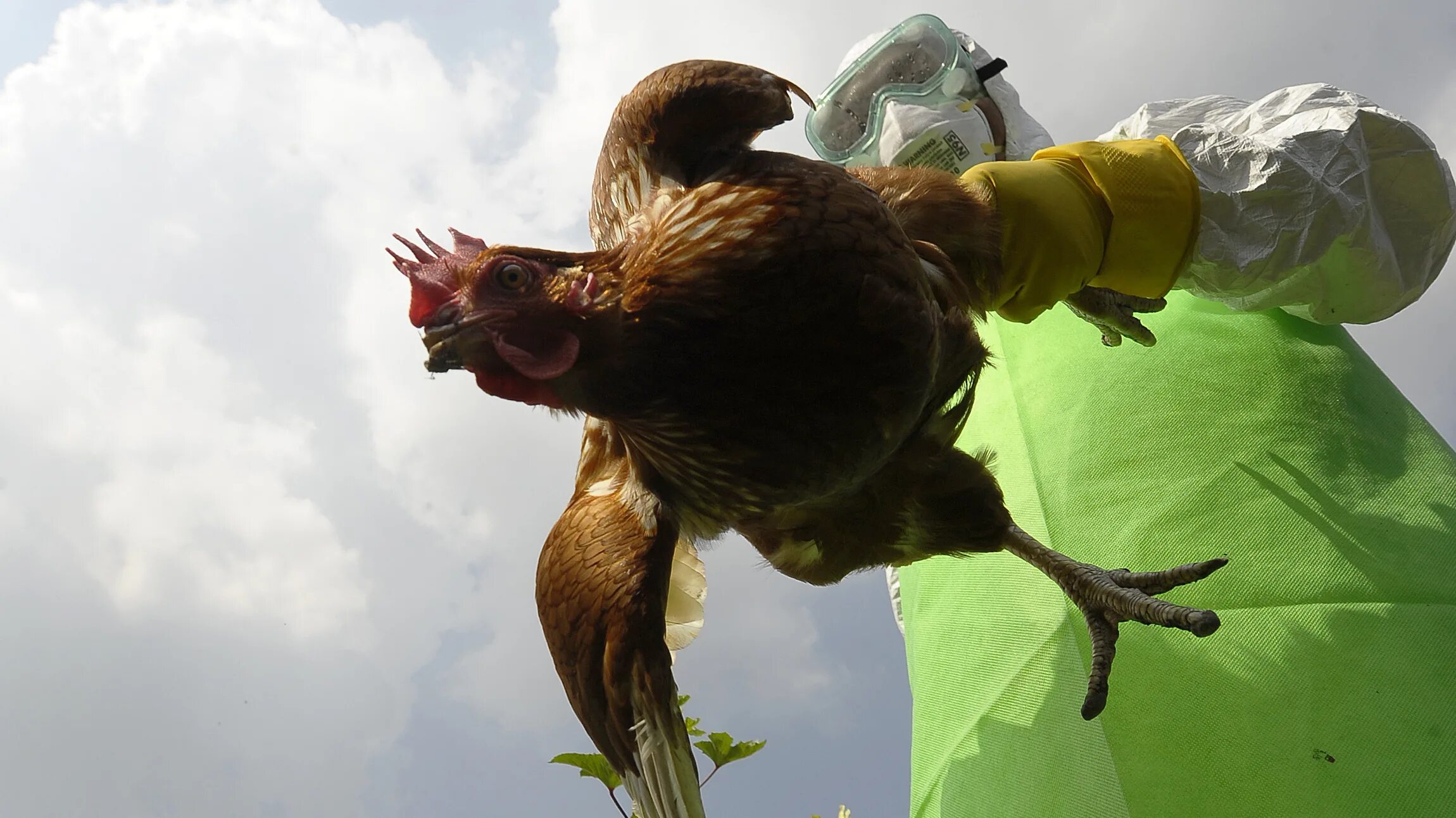 птица венценосный орел. зомби 5 смертоносные птицы. смертоносные птицы. андский кондор. казуар в австралии.