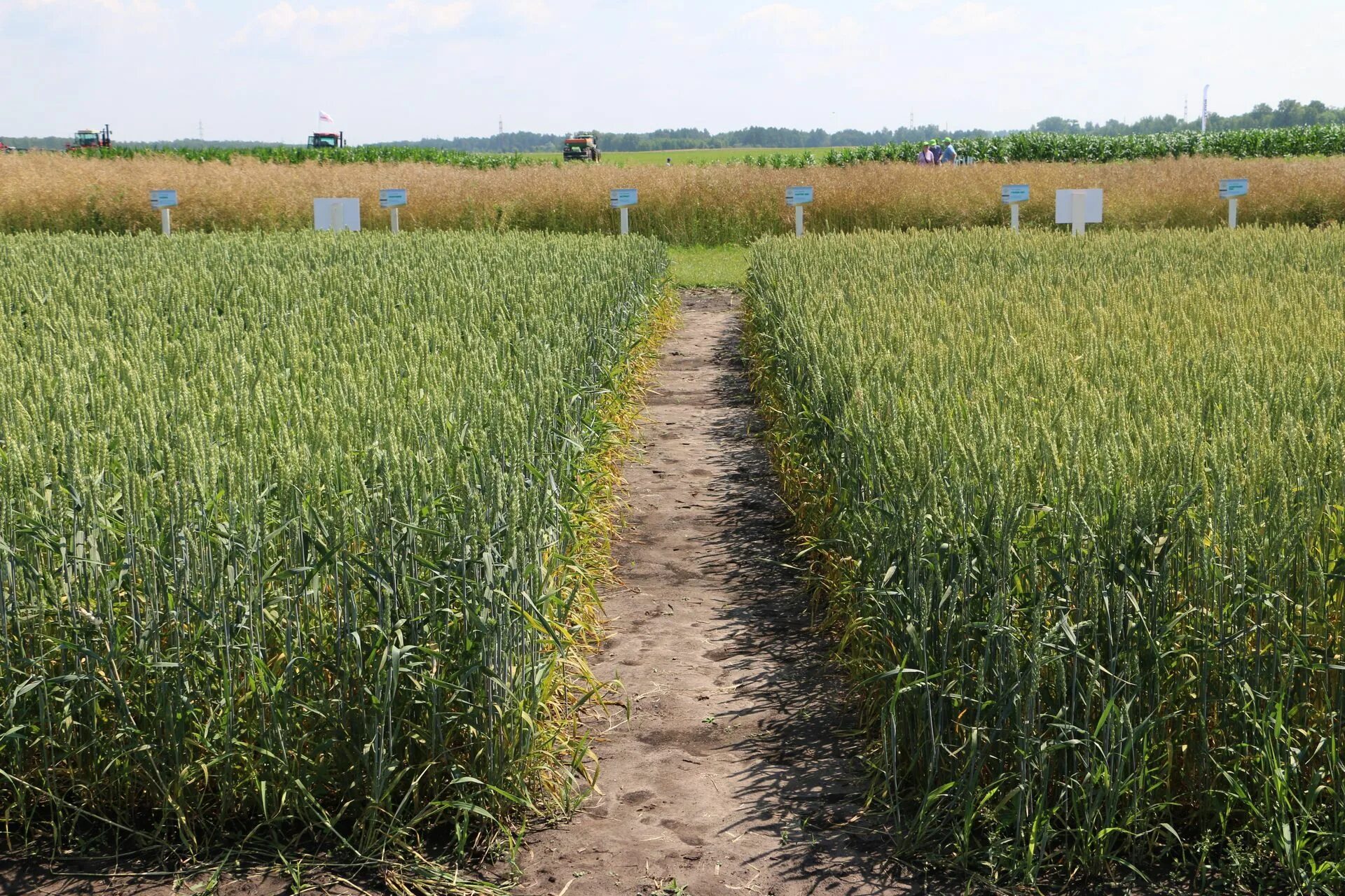 Поле 2021. День воронежского поля 2018. 25 июня день поля саранск. Поле 2021. Поле 2021.