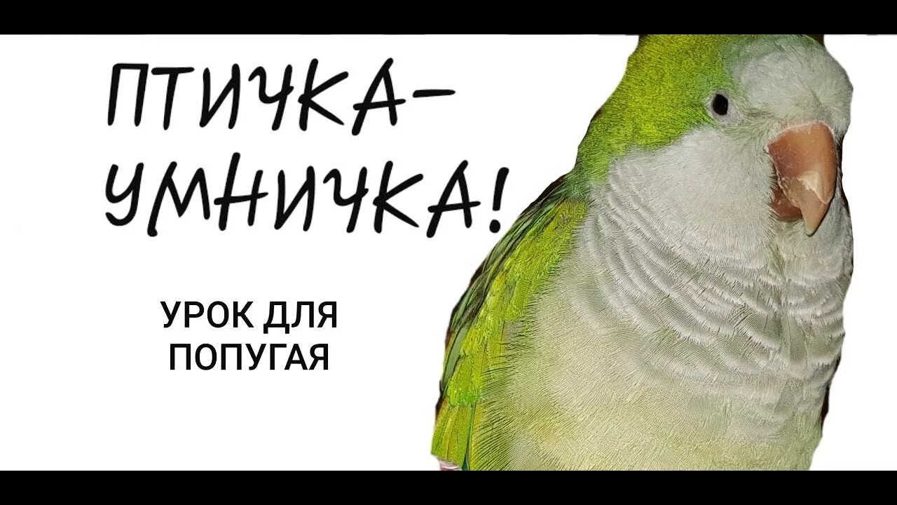 Как научить попугая говорить привет. Уроки для попугая разговаривать. Как учить попугая говорить. Как научить попугая говорить. Говорящий попугай ответы