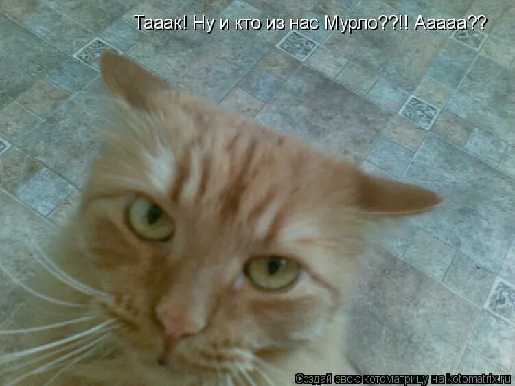 Мурло. Мурло. Мурло значение слова. Мурло кошка. Что такое мурло википедия.