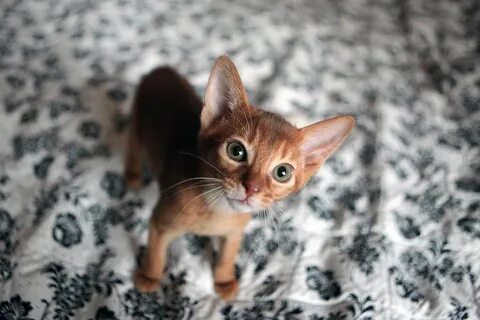 Кличка для абиссинской кошки