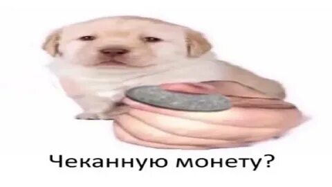 Dogs в рубли