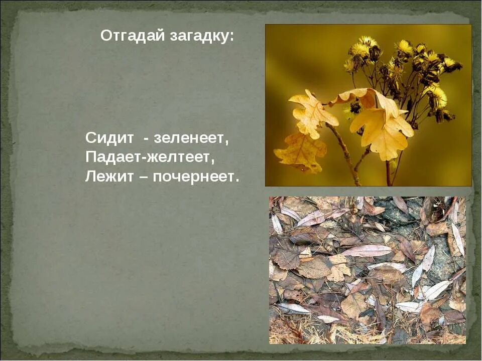 загадка растёт-зеленеет. загадка растет зеленеет расцветает желтеет. растет зеленеет. растет зеленеет расцветает. загадка про одуванчик для дошкольников.