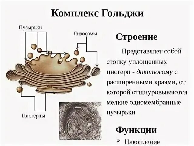 Какие мембранные структуры образует аппарат гольджи. Комплекс Гольджи строение и функции таблица. Аппарат Гольджи строение и функции рисунок. Комплекс аппарат Гольджи функции. Особенности строения функции ЭПС комплекса Гольджи.