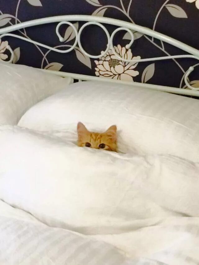 Кот в кровати. Кровать для кошки. Кот в постельке.