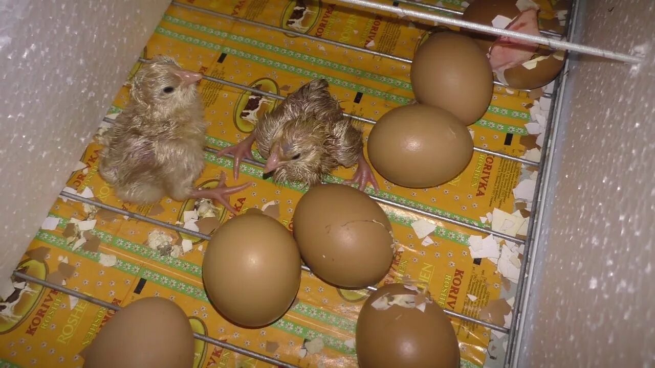 Можно ли сажать яйца. Цыплята из инкубатора. Вывод цыплят. Вылупившиеся цыплята. Новорожденные цыплята из инкубатора.
