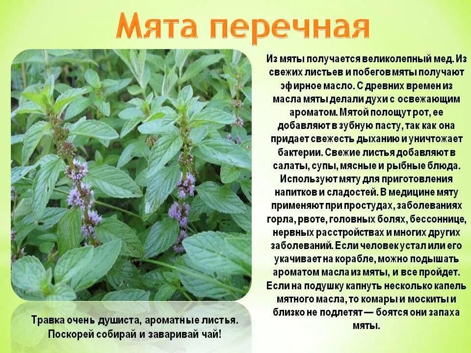 Лекарственные растения список и описание. Мята перечная (Mentha piperita l.), листья в Кыргызстане. Мята перечная описание растения.