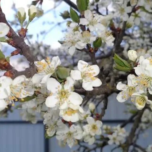 Plum Tree Flowers - Free photo on Pixabay Plum tree, Flowers, Beautiful flowers