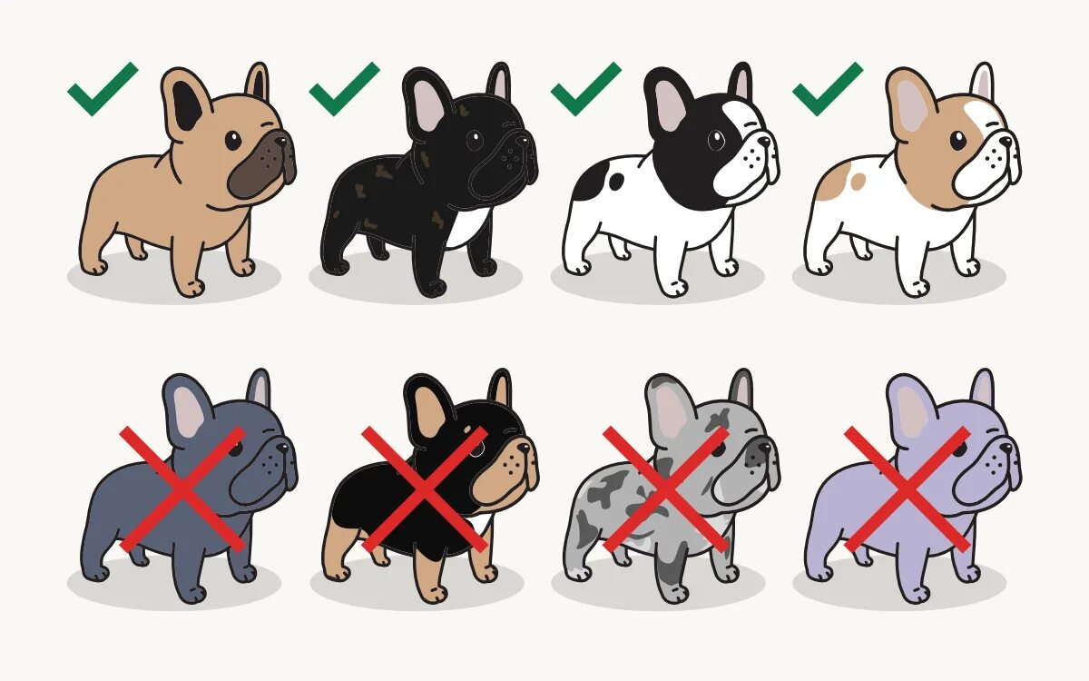 Some of the things we like about the Bulldog Puppy #bulldogstrong #bulldogfrench