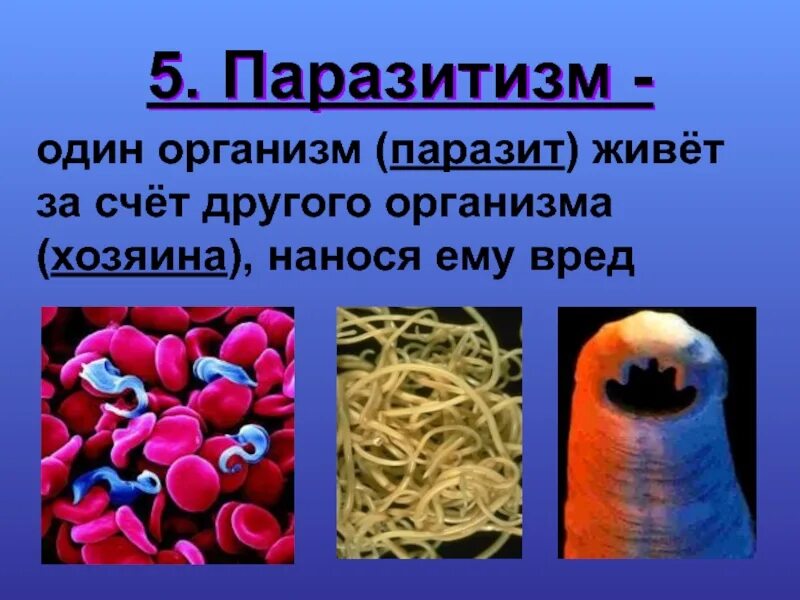 Организм жив. Паразитические организмы. организм живущий за счет другого организма. организмы, которые живут засчет юругих.