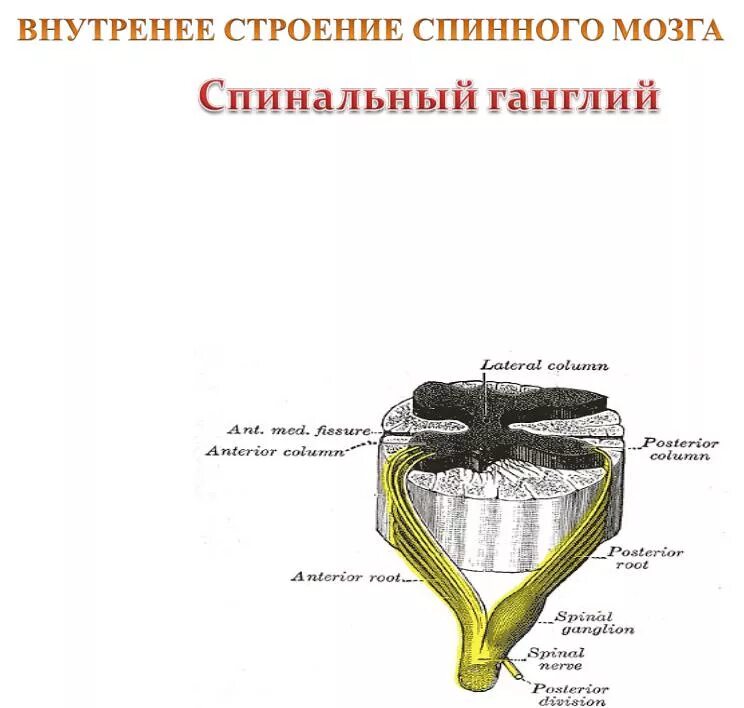 Строение нервного узла. Строение спинного мозга нервный узел. Строение спинного мозга и спинального ганглия. Спинной мозг строение ганглии. Спинальный ганглий спинного мозга.