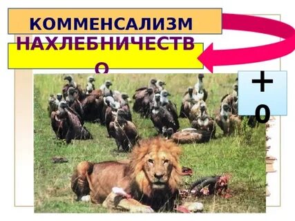 Нахлебничество в экологии