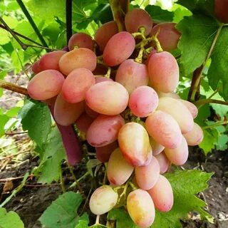 Гелиос сорт винограда отзывы