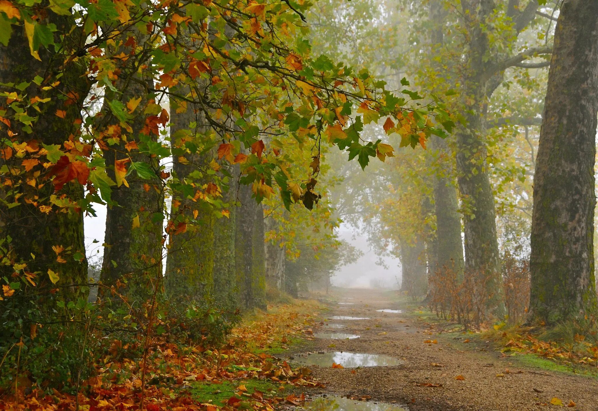 Дождь в лесу стих. Дождливая осень. Осень дождь. Осенний парк. Пейзаж.