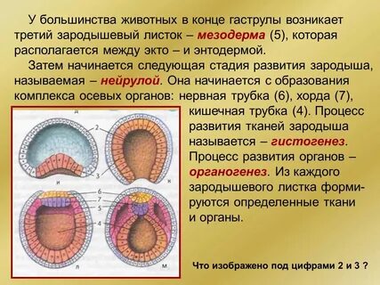 Гаструла это двухслойный зародыш однослойный зародыш