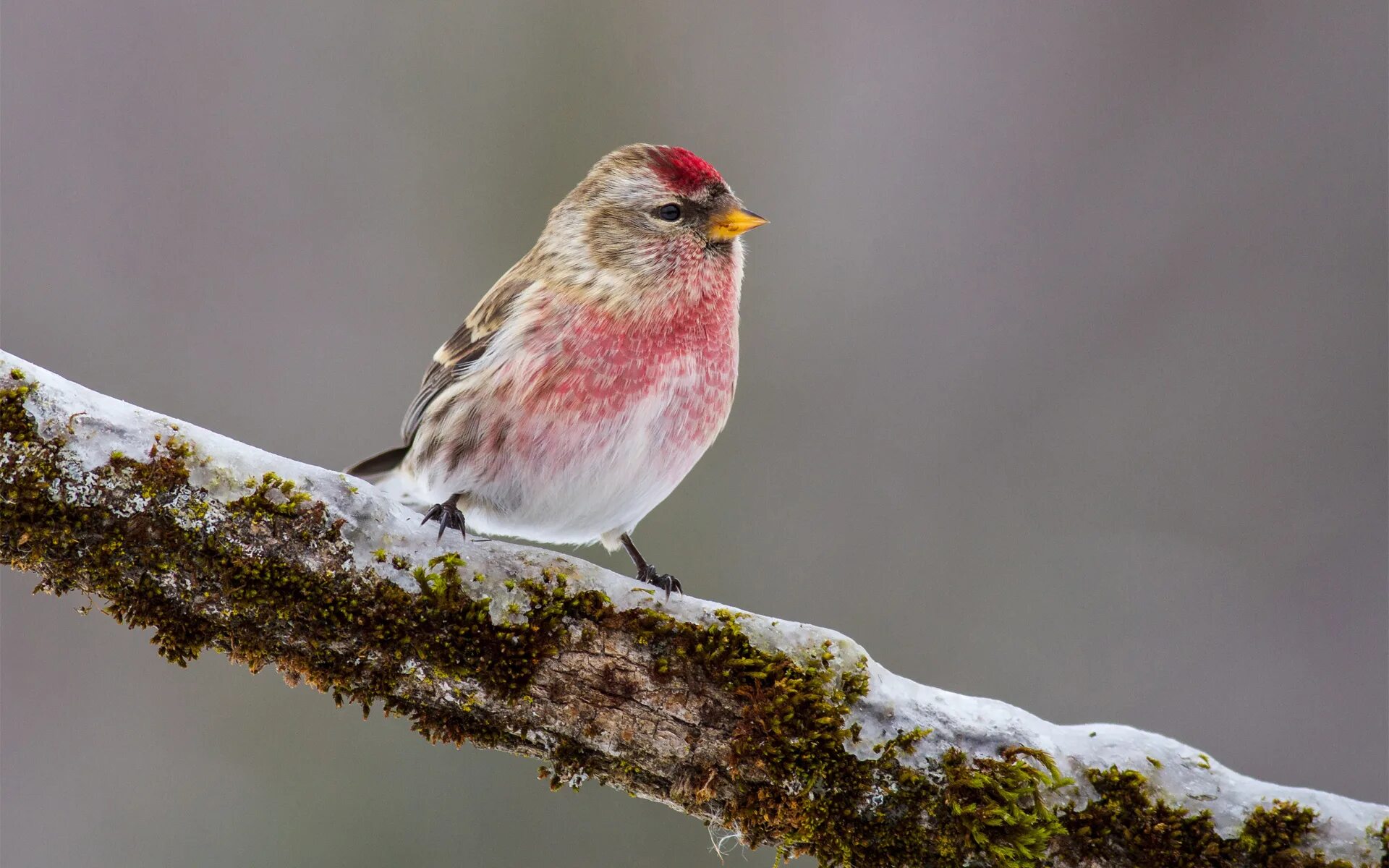 Full bird. Слеток чечетки. Тундряная чечётка. Зимняя птица с розовой грудкой. Чечет птица.